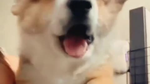 Funny dogs Reaction