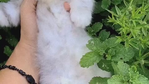 Very cute kitten, cute