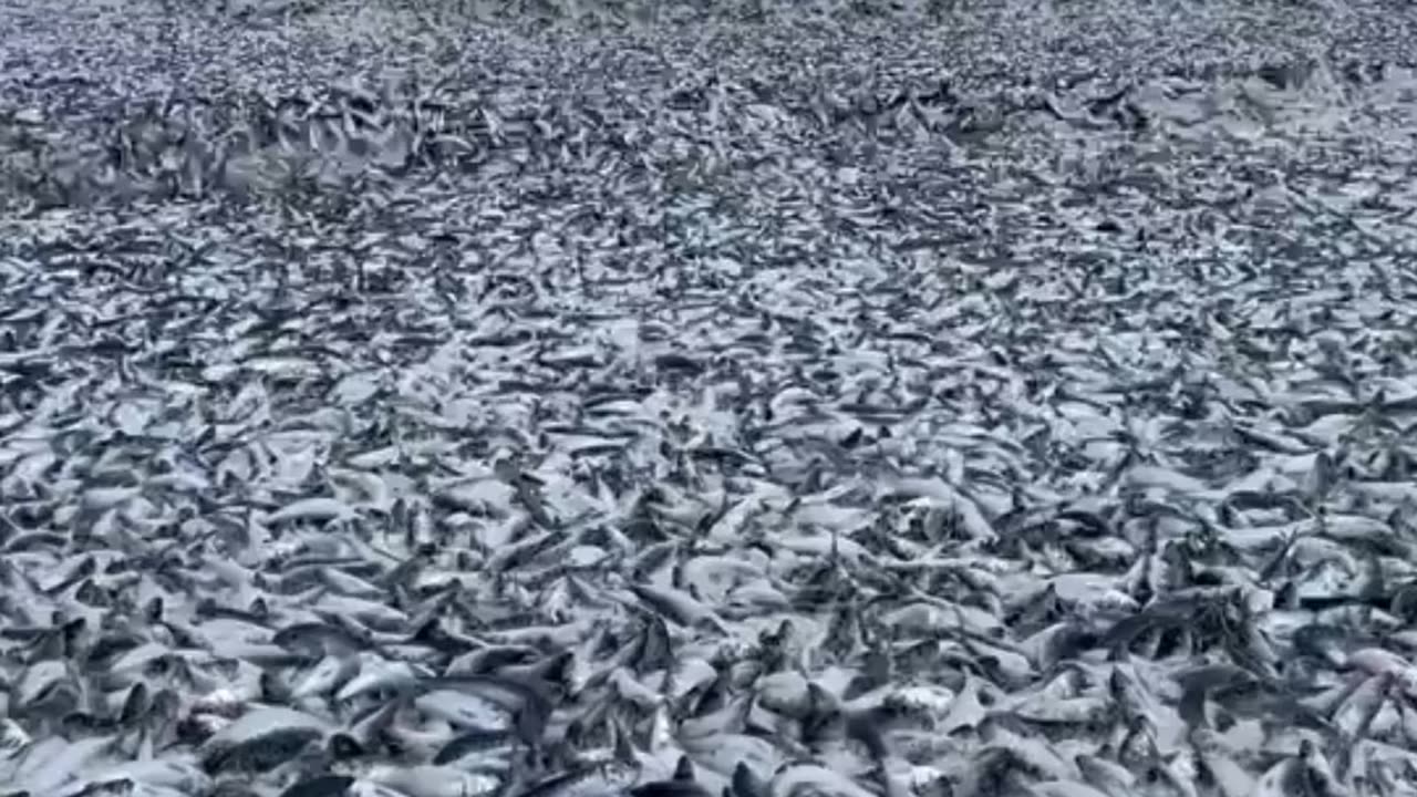 An enormous amount of dead fish are appearing along the northern Japanese coastline