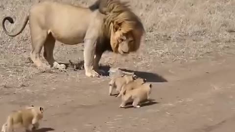 lion vs baby lion || baby lions || lions