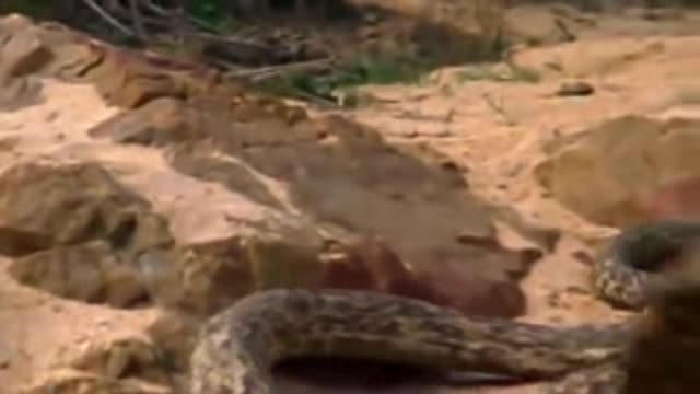 Animals in Africa