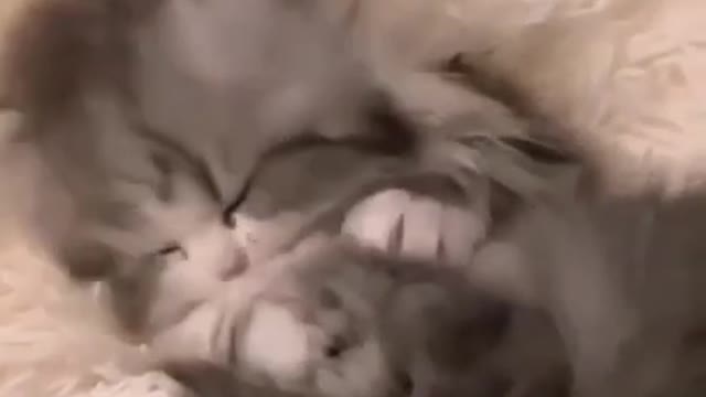 cute cat shorts❤#shorts #cat #cutecat