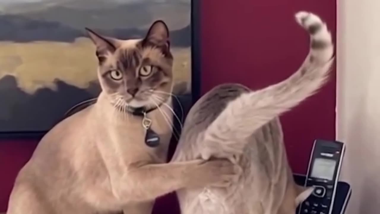 Animal#fun