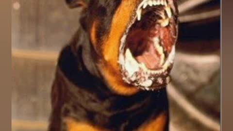 man shepherd 🔥 Rottweiler 🔥 many more dangerous breeds#SHORT