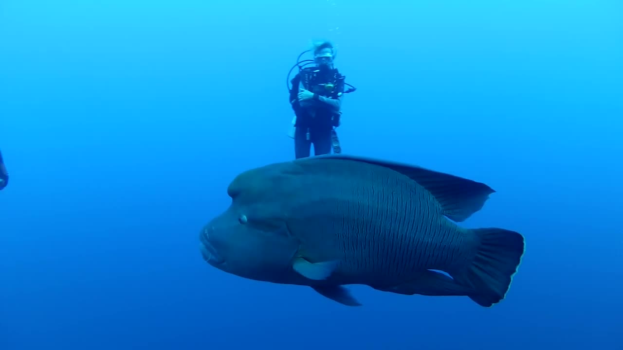 Wrasse fish