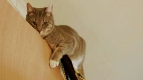 Cute Tabby Cat unsure what to do with itself after climbing atop a wooden door