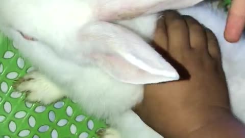 Baby and rabbits funny,ទន្សាយលេងជាមួយកូនក្មេង