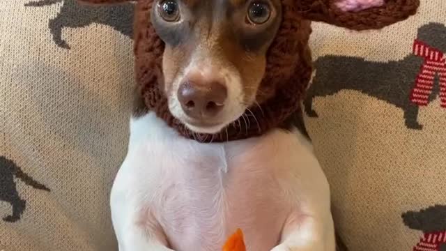Bugs Bunny x Terrier