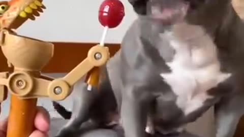Funny animal video