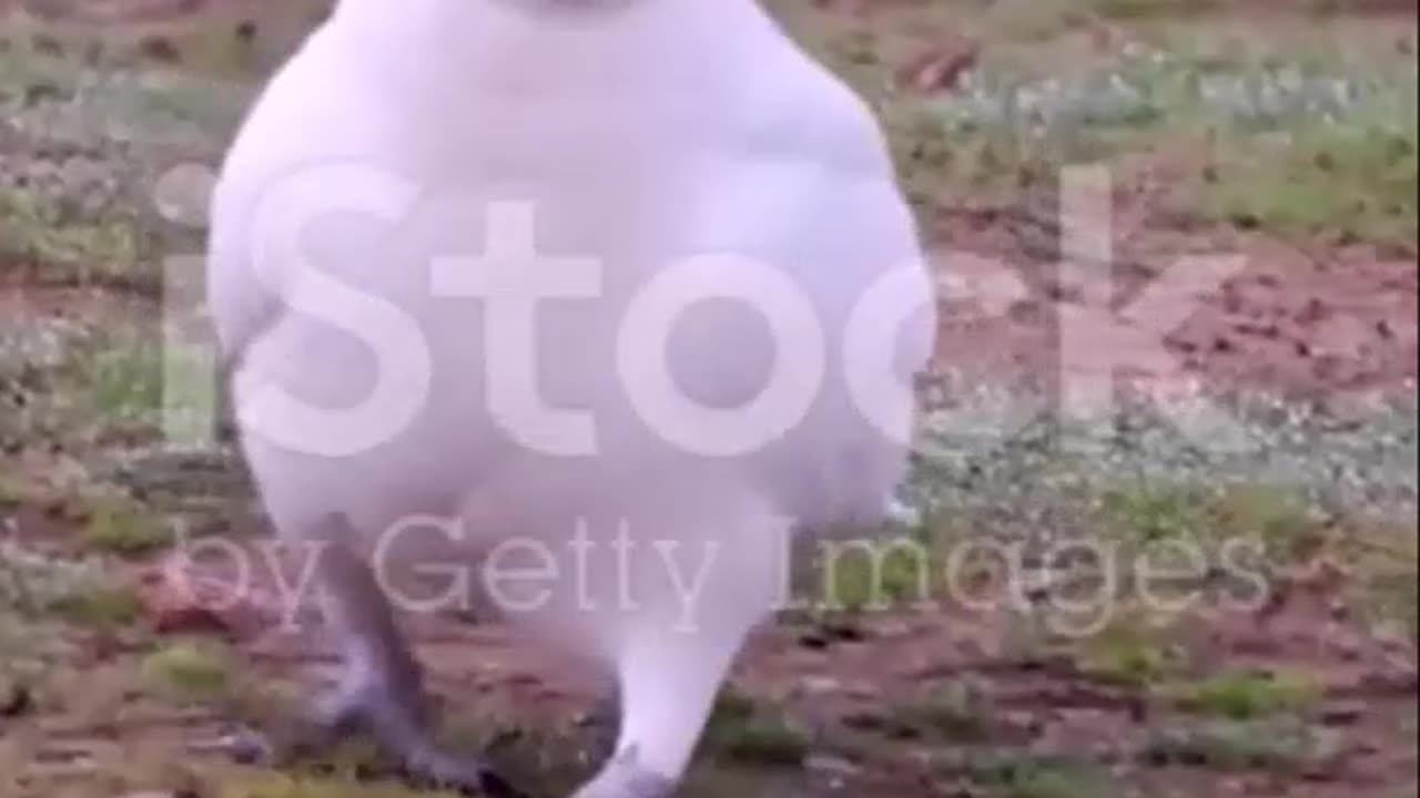 Sulphur crested Cockatoo