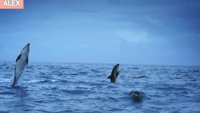 Driving with dolphins. Scuba diver