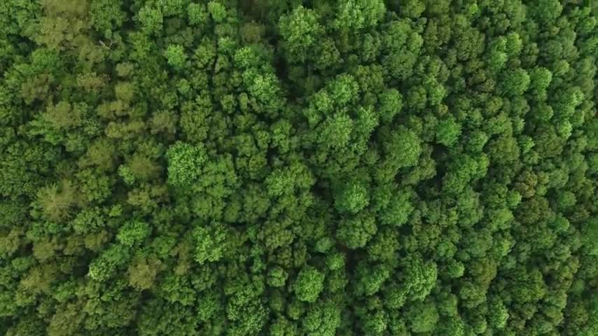 Copyright Free Frost Stock Video Footage [NCVHD]