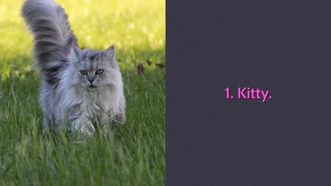 Cutest Cat Names - Beat 10 Cutest Cat Names For Male & Female!