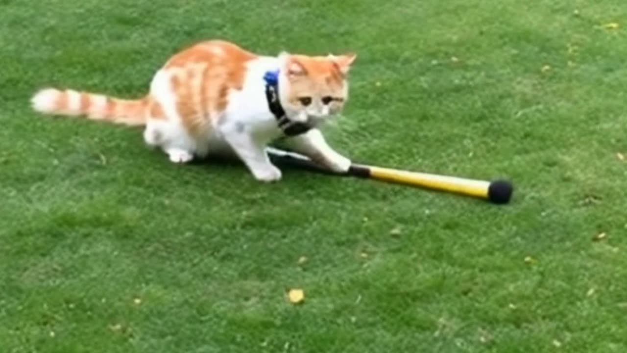 Cat playing cricket