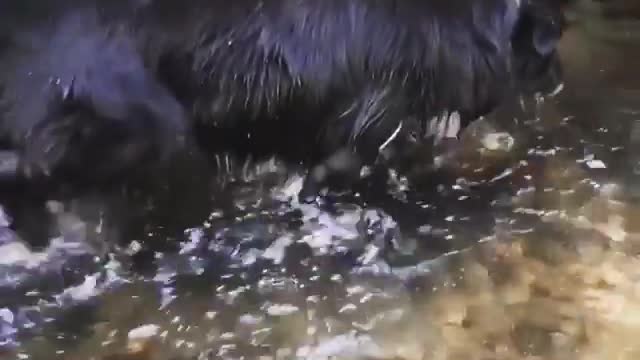 black and White Dog playing in the Pool