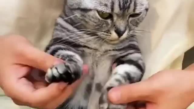 Cat dancing with hands