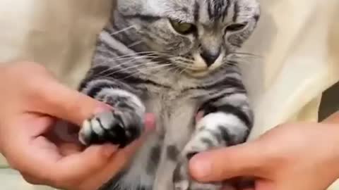 Cat dancing with hands