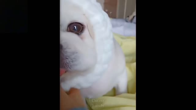 Cute Baby Animals & Funny Pets Compilation