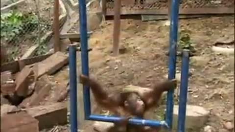 Funny monkey