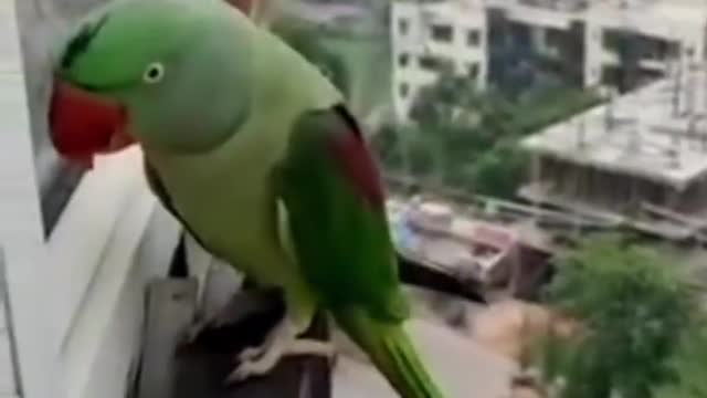 parrot calling mummy mummyyyyyyyy