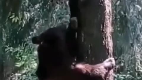 Bear's attack