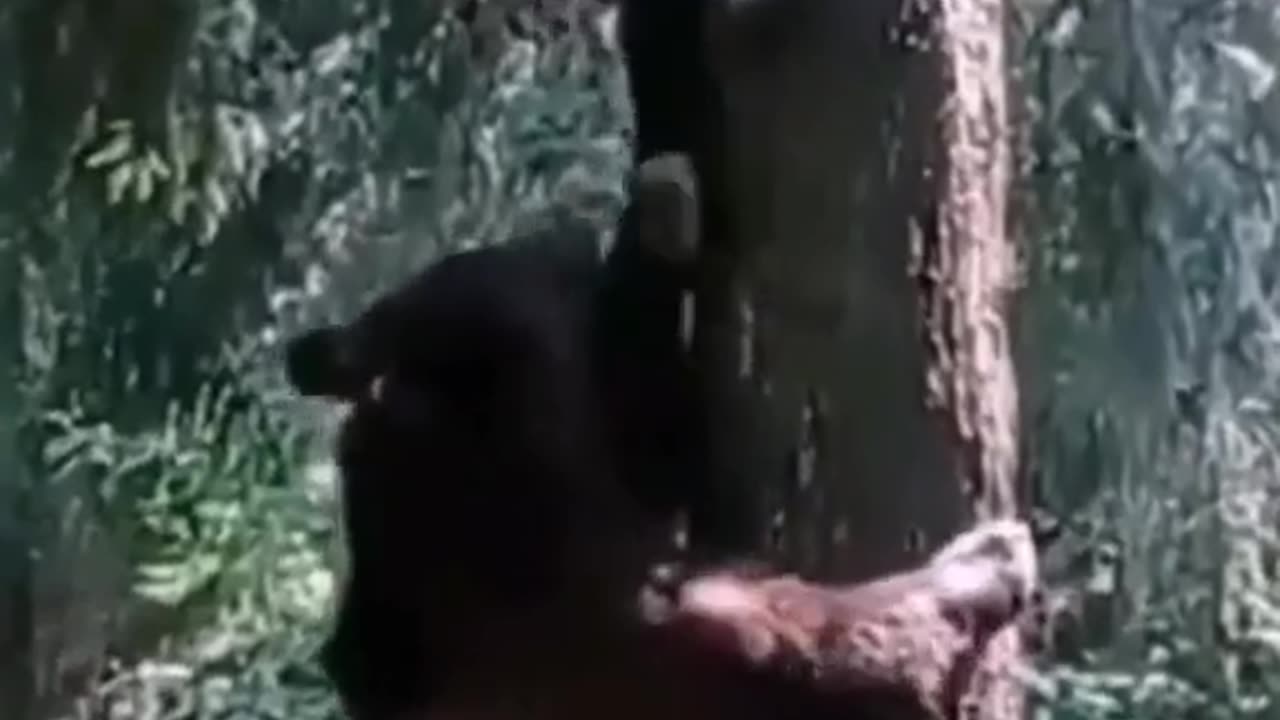 Bear's attack