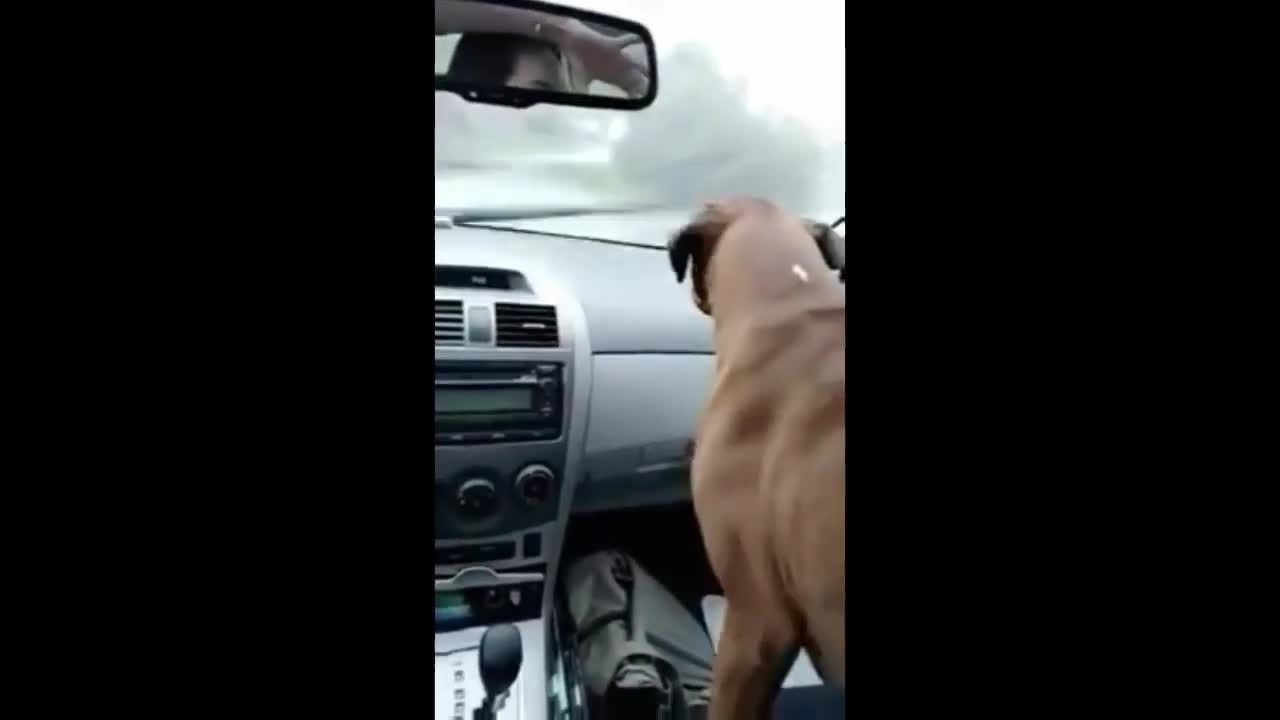 crazy dog with windshield wiper