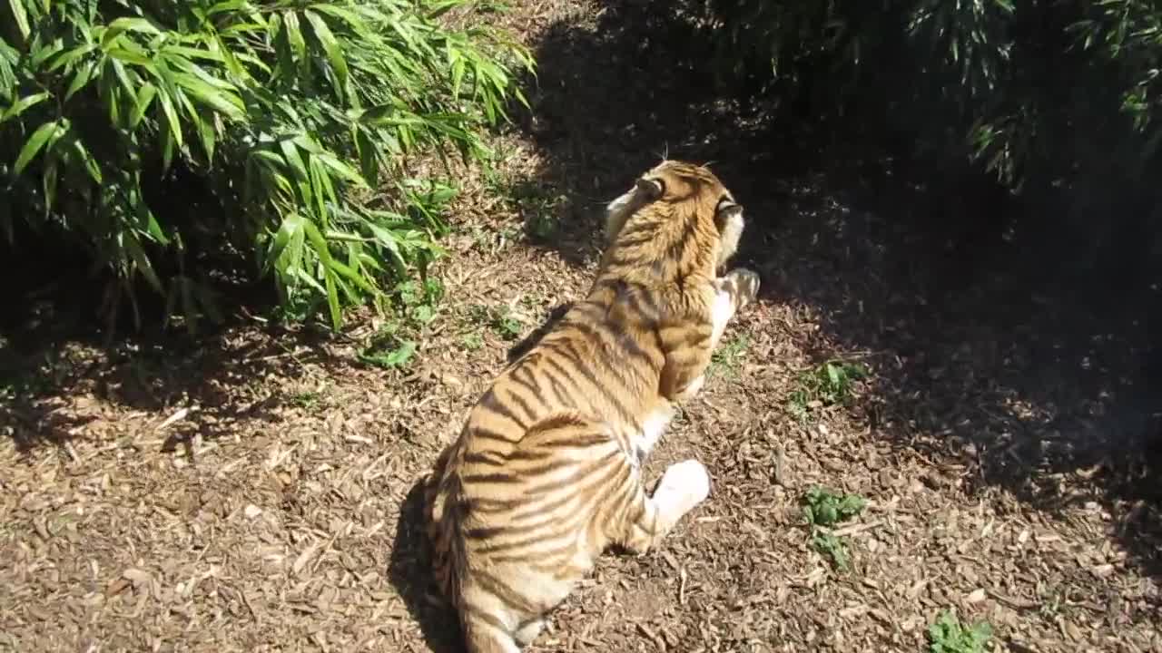 Super danger tiger