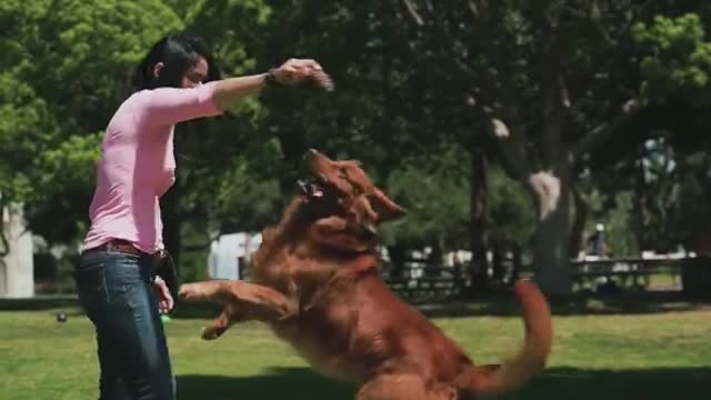 Cute Dog Training shorts Video in dog training Academy