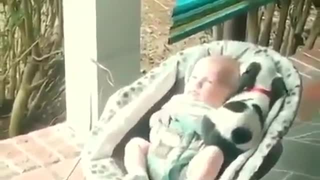 dog watching baby sleeping