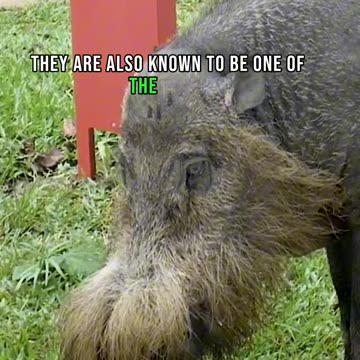 Dangerous animal Wild Boar in the world | in English