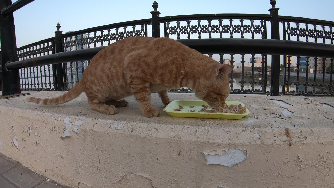 CHRIS MARTIN & MICHAEL JACKSON - Homeless cats in Ras Al Khaimah, UAE #ChrisMartin #MichaelJackson