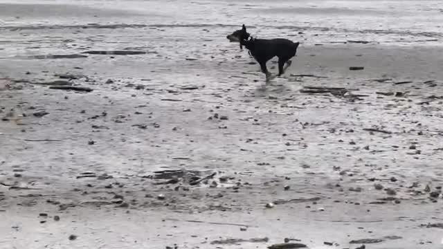 HANZ AT THE COAST 10.2028