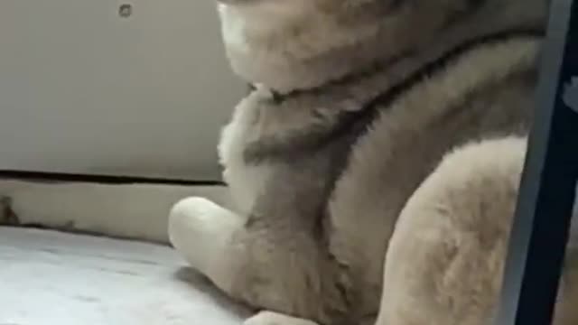 Angry husky terrifying scream after i told him to stay inside!