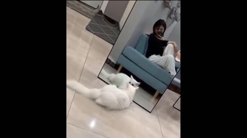 Funny Cute Cat see her self in mirror