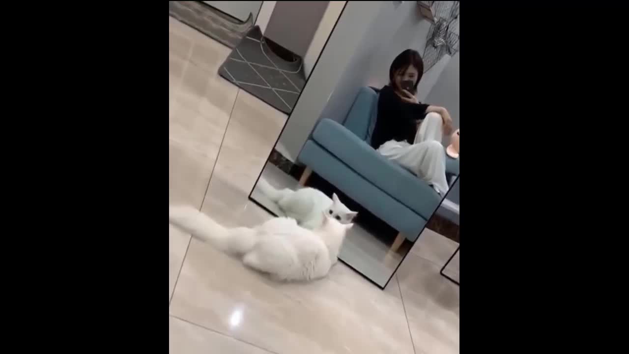 Funny Cute Cat see her self in mirror