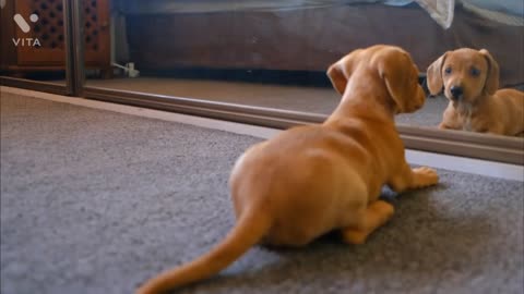 Scout ― Golden retriever puppy scared of himself in the over mirror.