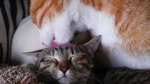 Mother Cat Grooms Her Kitten: The Heartwarming Bond