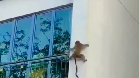 Monkeys driveing on wall