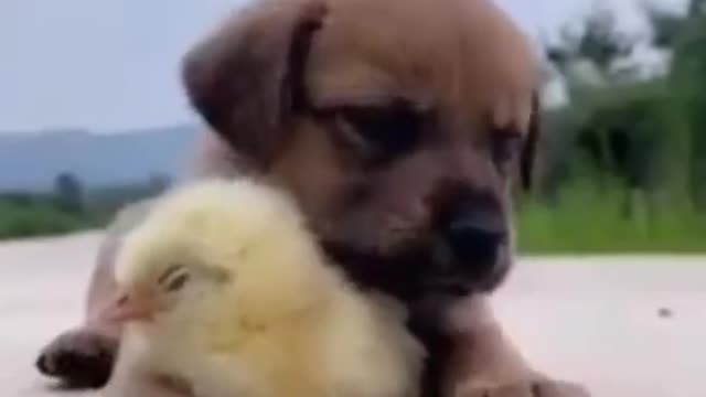 A chicken with a baby dog.