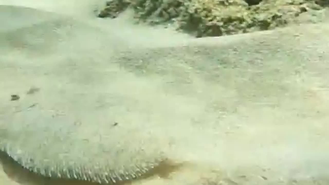 wildlife