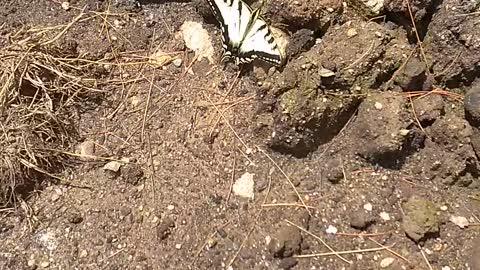 Butterfly