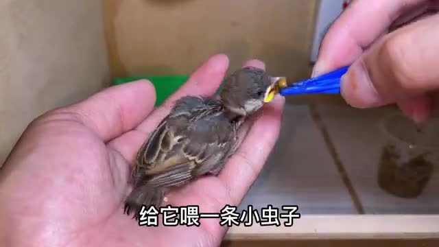 cute little sparrow