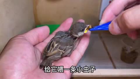 cute little sparrow