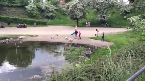 swan family traffic control and eating