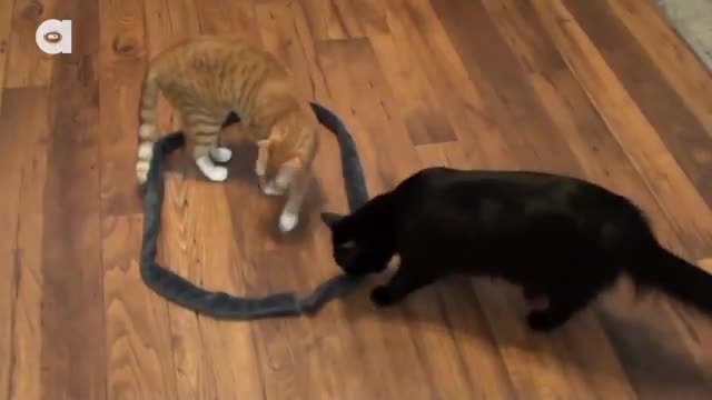 How to Trap a Cat _ CAT CIRCLES ! 🐻🐭💩