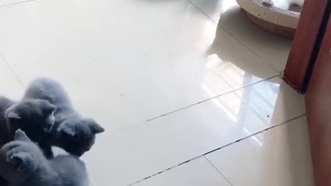 cat play