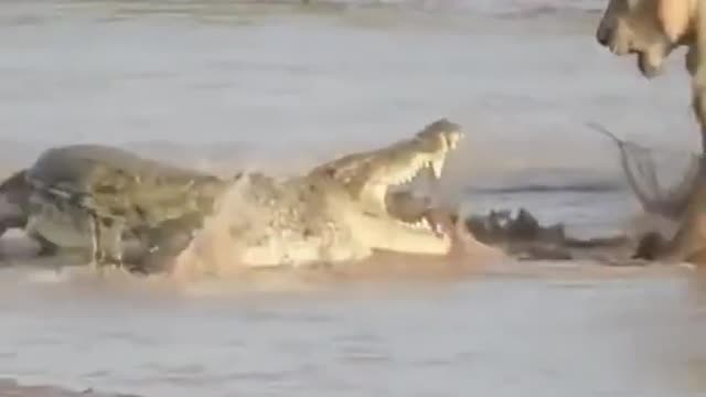 The roar of lions and crocodiles😧💯👍