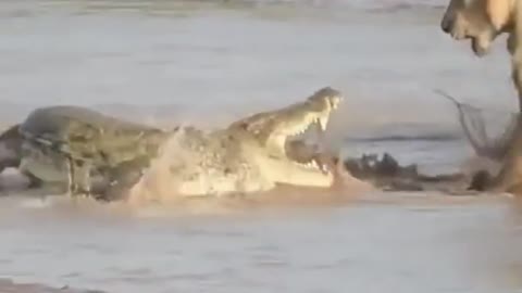 The roar of lions and crocodiles😧💯👍