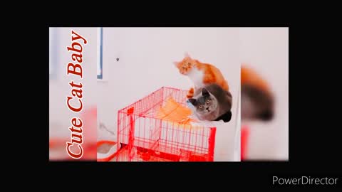 Top 5 Baby Cats - Cute and Funny Cat Videos